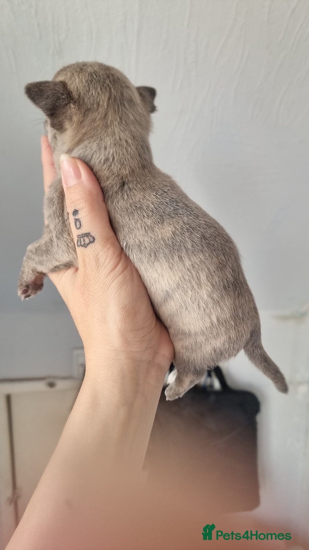 Chihuahua dogs for sale: Beautiful Tiny Chihuahua puppies - Image 15
