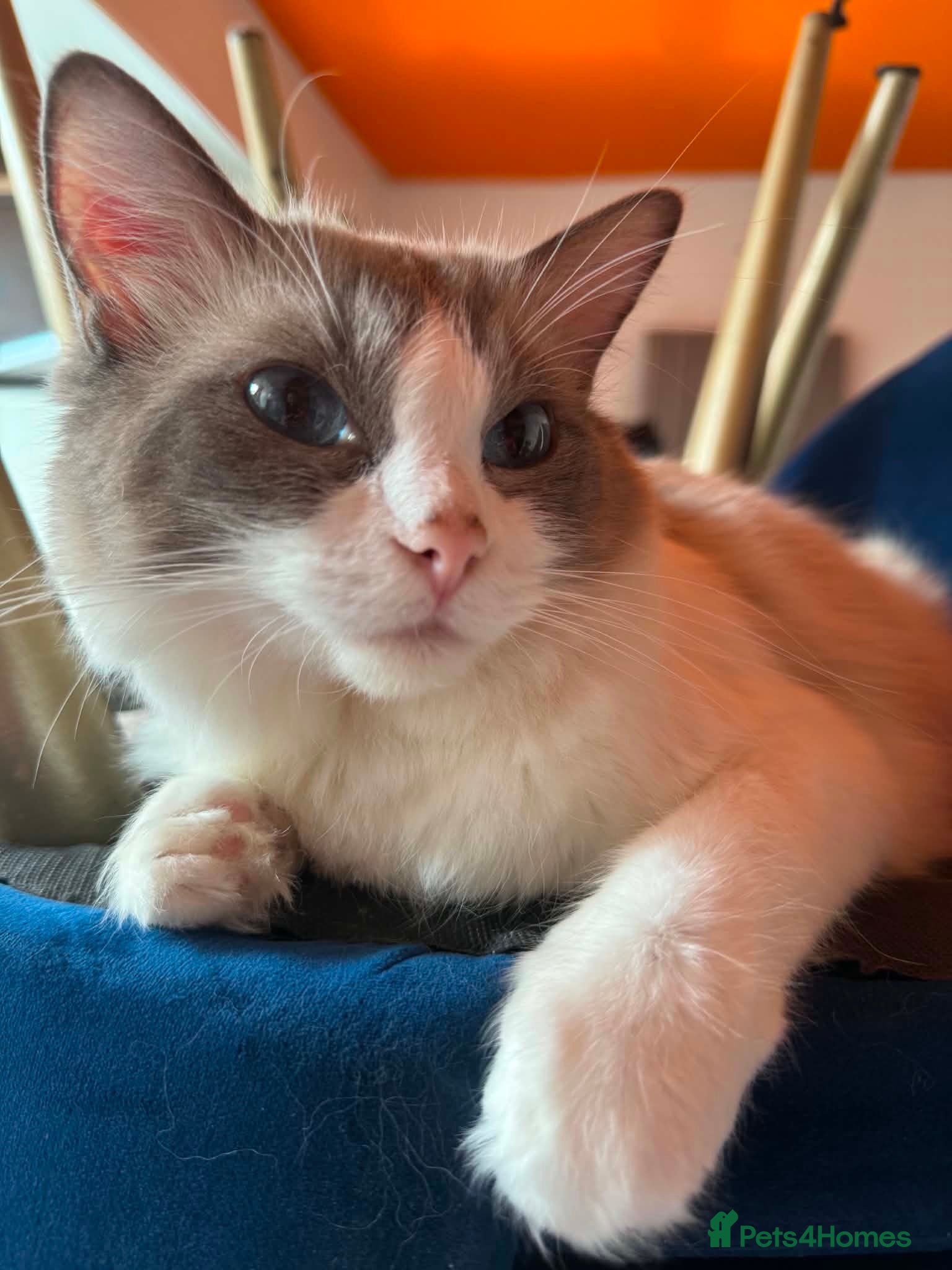 Ragdoll cats Beautiful female ragdoll  - Advert 1