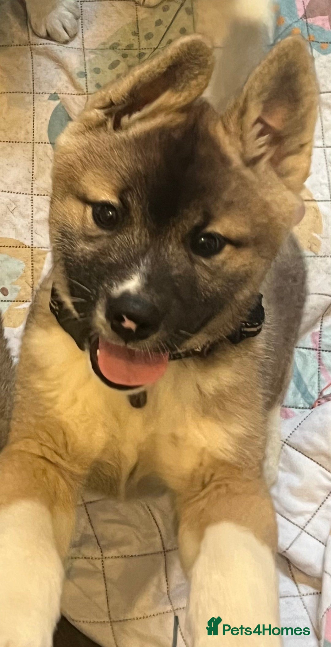 Akita dogs for sale: Ready Now! American Akita Puppies in Liverpool - Image 4