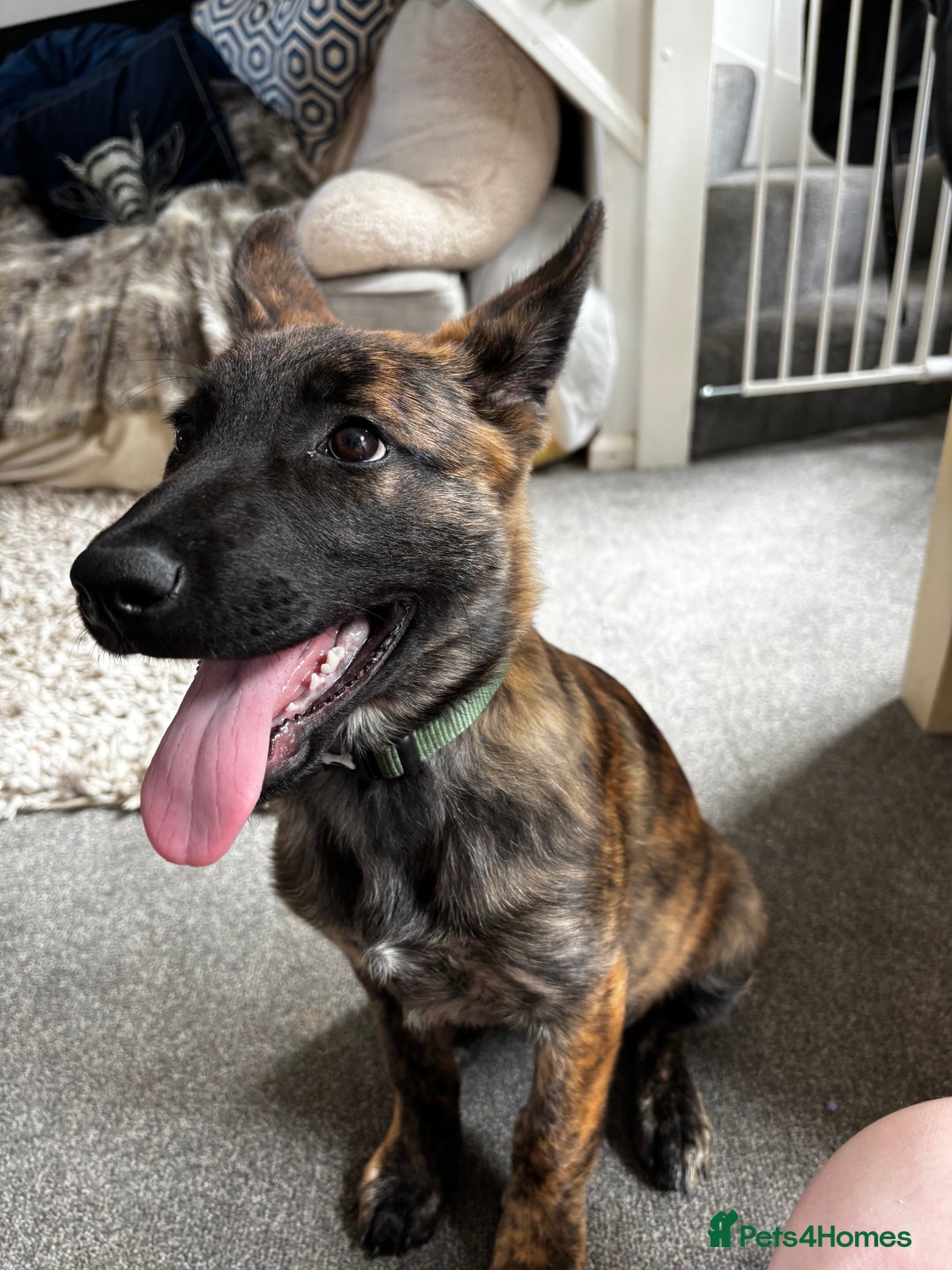 Mixed Breed dogs for sale: Shepherd Mix gorgeous girl for rehoming  - Image 1