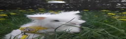 Lionhead rabbits for sale: Double Lionhead  - Advert 4