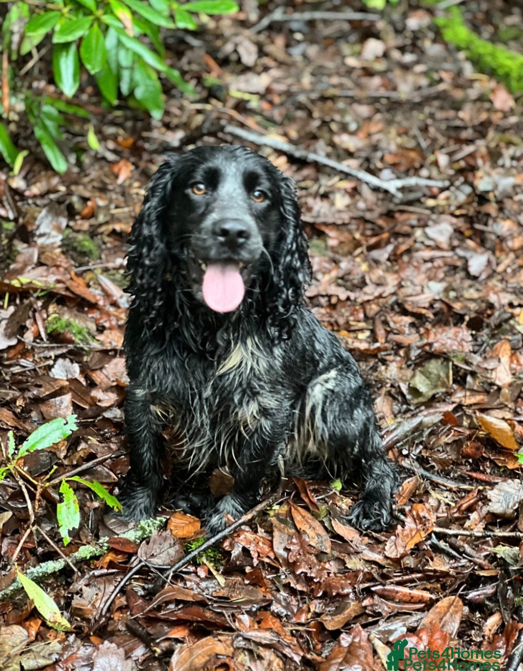Cocker Spaniel dogs for sale: KC Registered Working Cocker Spaniel Puppies  - Advert 30
