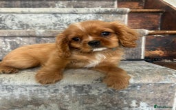 Cavalier King Charles Spaniel dogs for sale: KC King Charles Cavaliers.❤️Heart & Health Tested. - Image 1