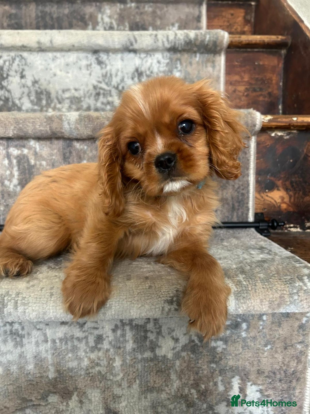 Cavalier King Charles Spaniel dogs for sale: KC King Charles Cavaliers.❤️Heart & Health Tested. - Image 1