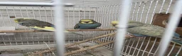 Budgerigars birds for sale: Gorgeous Baby Budgies  - Advert 5