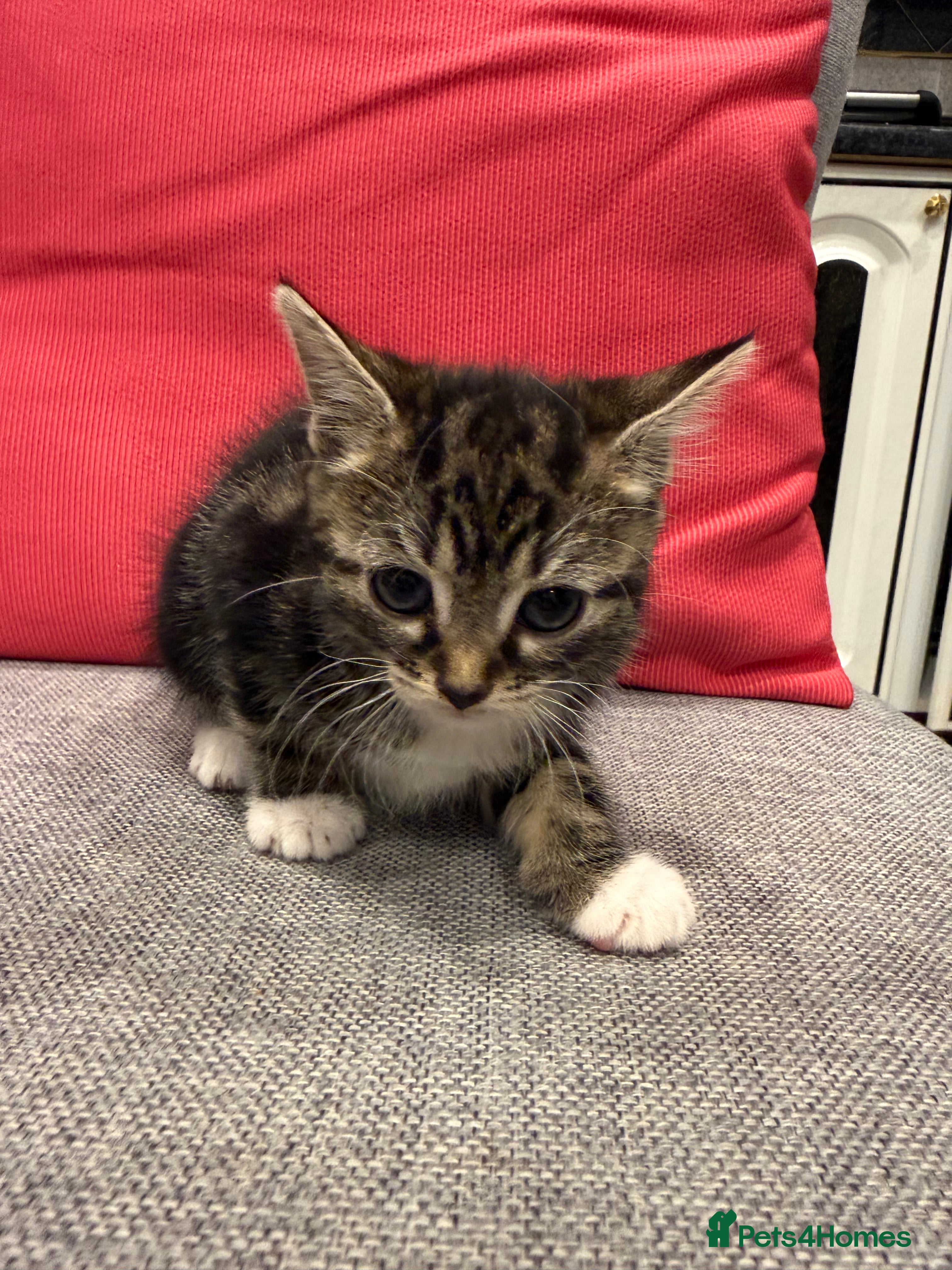 Mixed Breed cats Playful kittens 🐱 🩷 - Advert 11