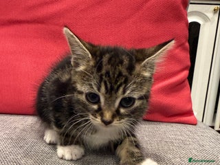 Mixed Breed cats Playful kittens 🐱 🩷 - Advert 9