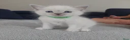 Ragdoll cats for sale: 5 Beautiful Ragdoll Kittens  in Hereford - Advert 6