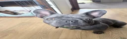 French Bulldog dogs for sale: BEAUTIFUL FEMALE FRENCHIE Available now.  in Holmfirth - Advert 9