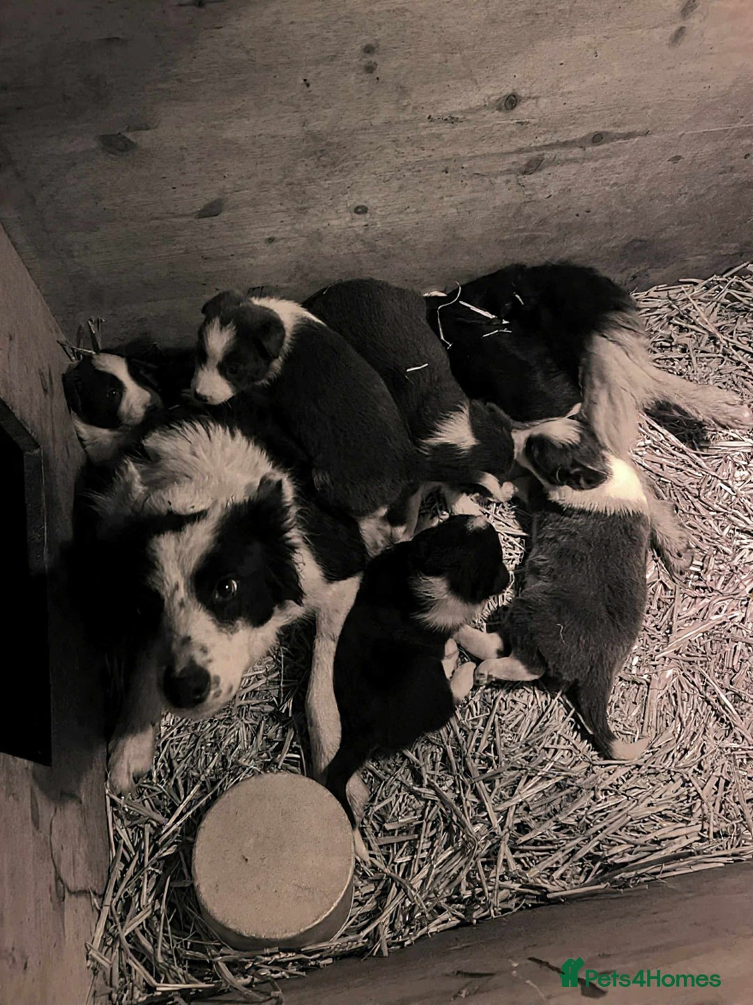 Border Collie dogs for sale: 5 border collie puppies from working parents - Advert 6