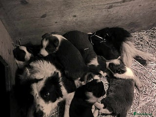 Border Collie dogs 5 border collie puppies from working parents - Advert 1