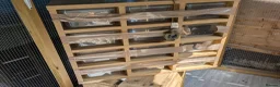 Python Snake reptiles for sale: Various Royal pythons & hatchling rack available  - Advert 3