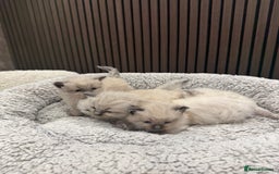 Ragdoll cats for sale: Stunning Ragdoll Kittens Ready soon - Image 7