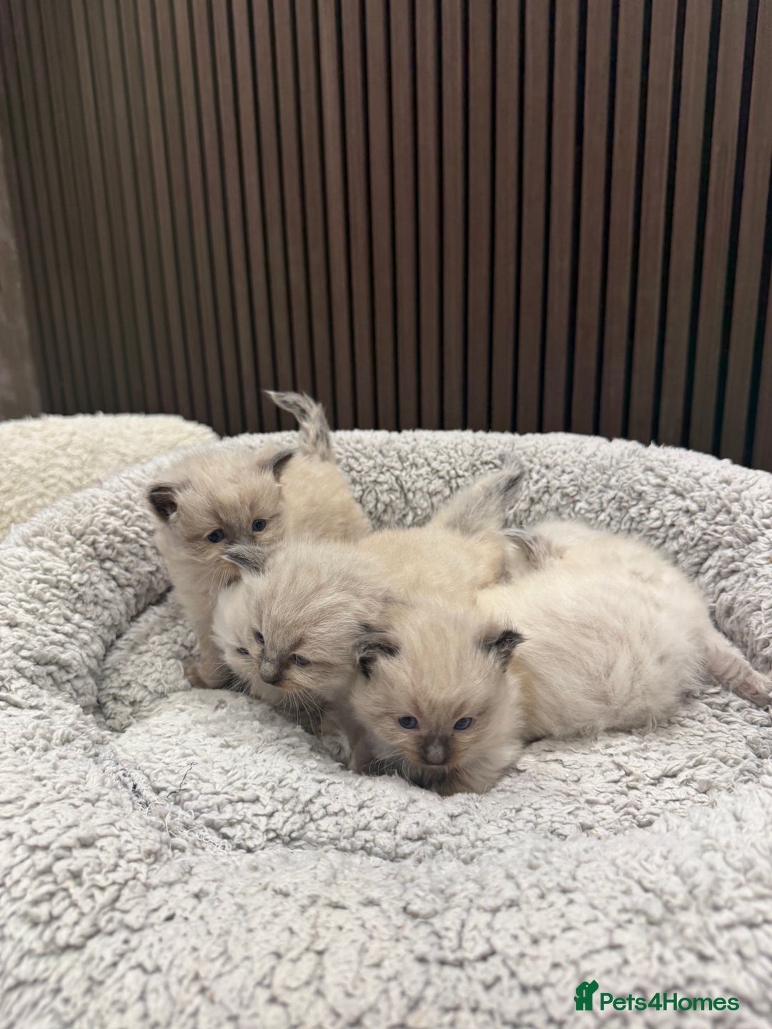 Ragdoll cats for sale: Stunning Ragdoll Kittens Ready soon - Image 7