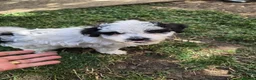 Bichon Frise dogs for sale: Bichon Puppyes - Advert 13