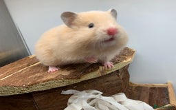 Hamster rodents for sale: Friendly Well Handled Syrian Hamsters - Image 2