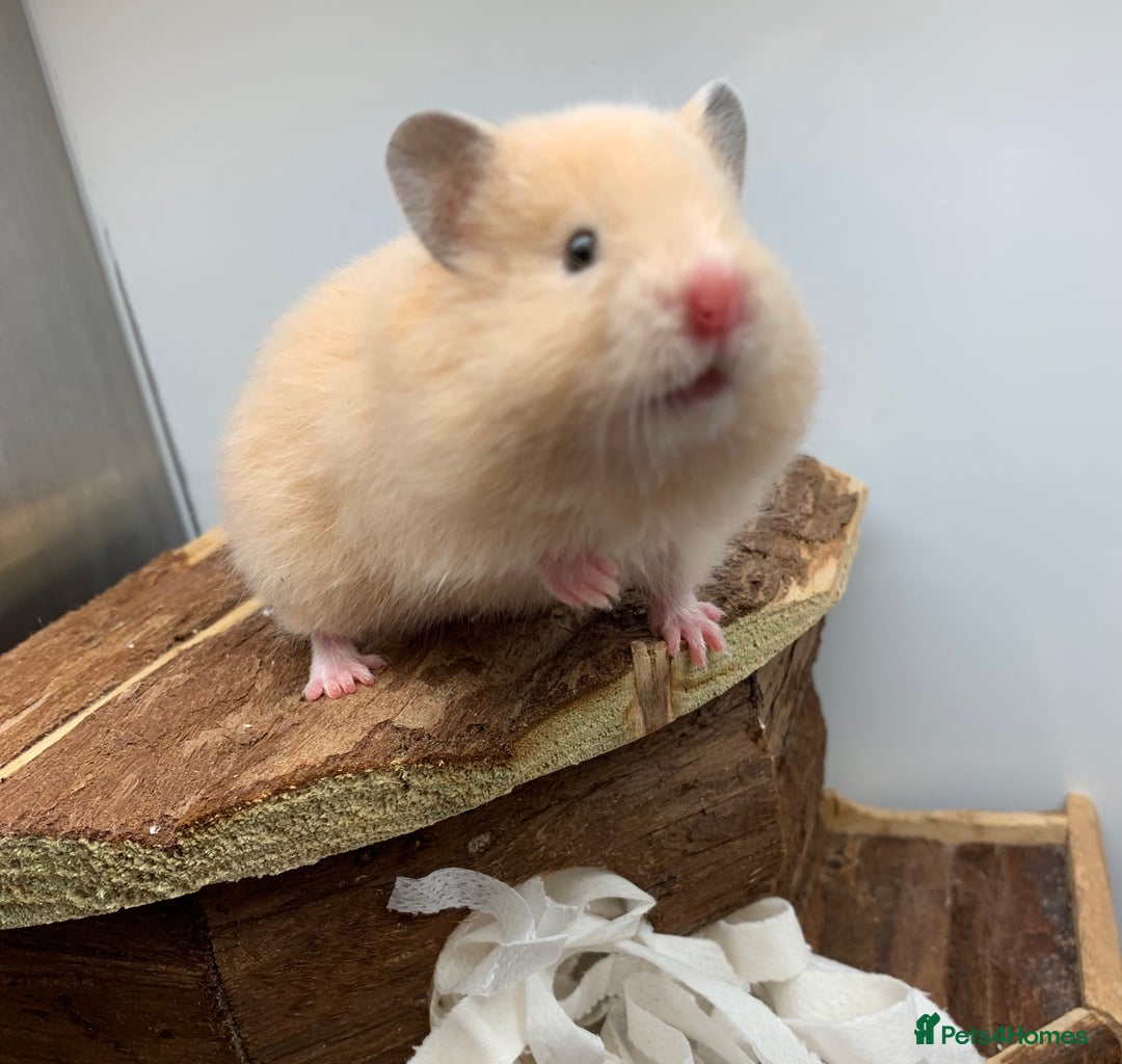 Hamster rodents for sale: Friendly Well Handled Syrian Hamsters - Image 2