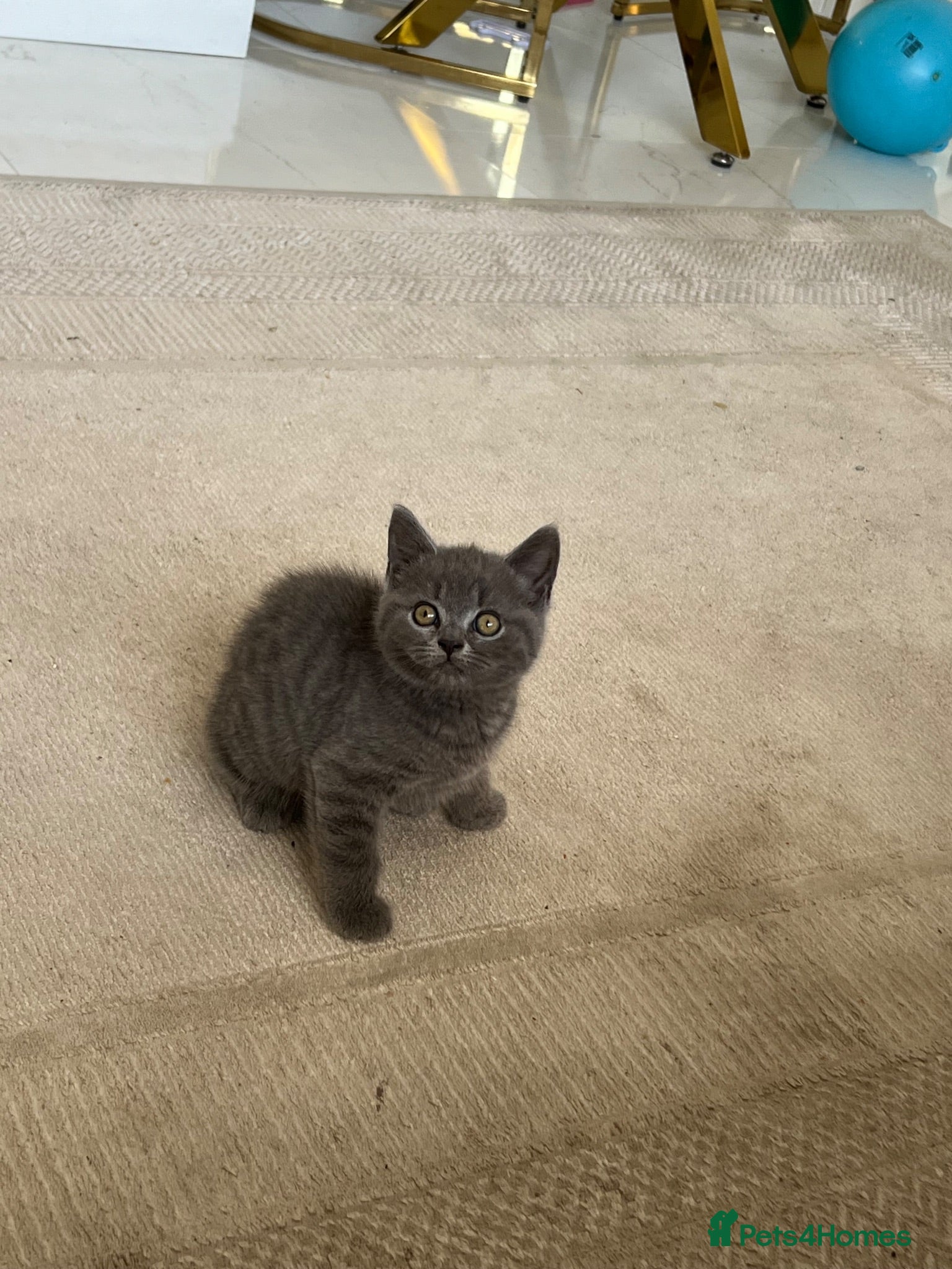 British Shorthair cats British shorthair kitten  - Advert 12