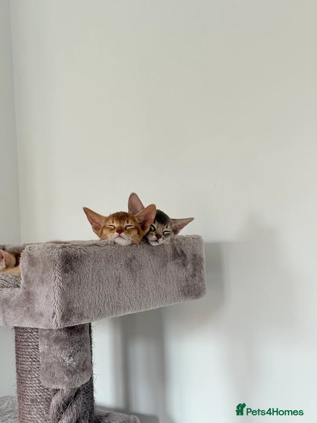 Abyssinian cats for sale: Abyssinian Kittens 🐾 - Advert 13