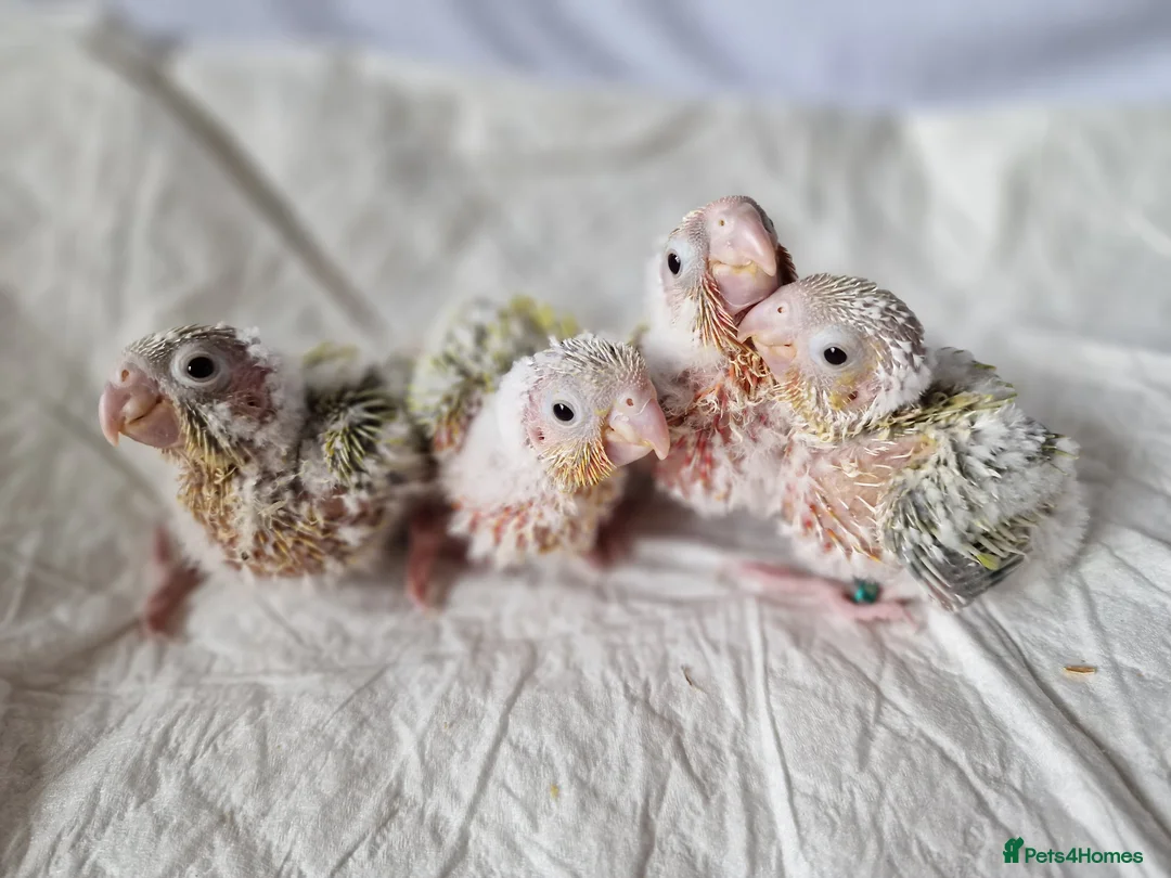 Conures birds for sale: Beautiful fully hand reared conure baby's  - Advert 18