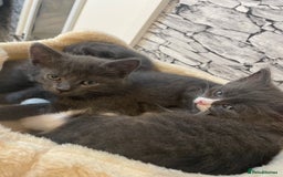 Russian Blue cats for sale: Russian blue x Ragdoll boy kitten  - Image 2