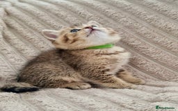 British Shorthair cats for sale: ❣️British shh TICA register Active Champion Line❣️ - Image 6