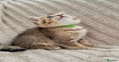 British Shorthair cats - Advert 8