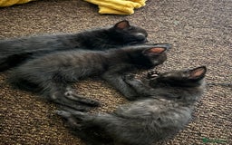 Bombay cats for sale: 10 week old - Image 6