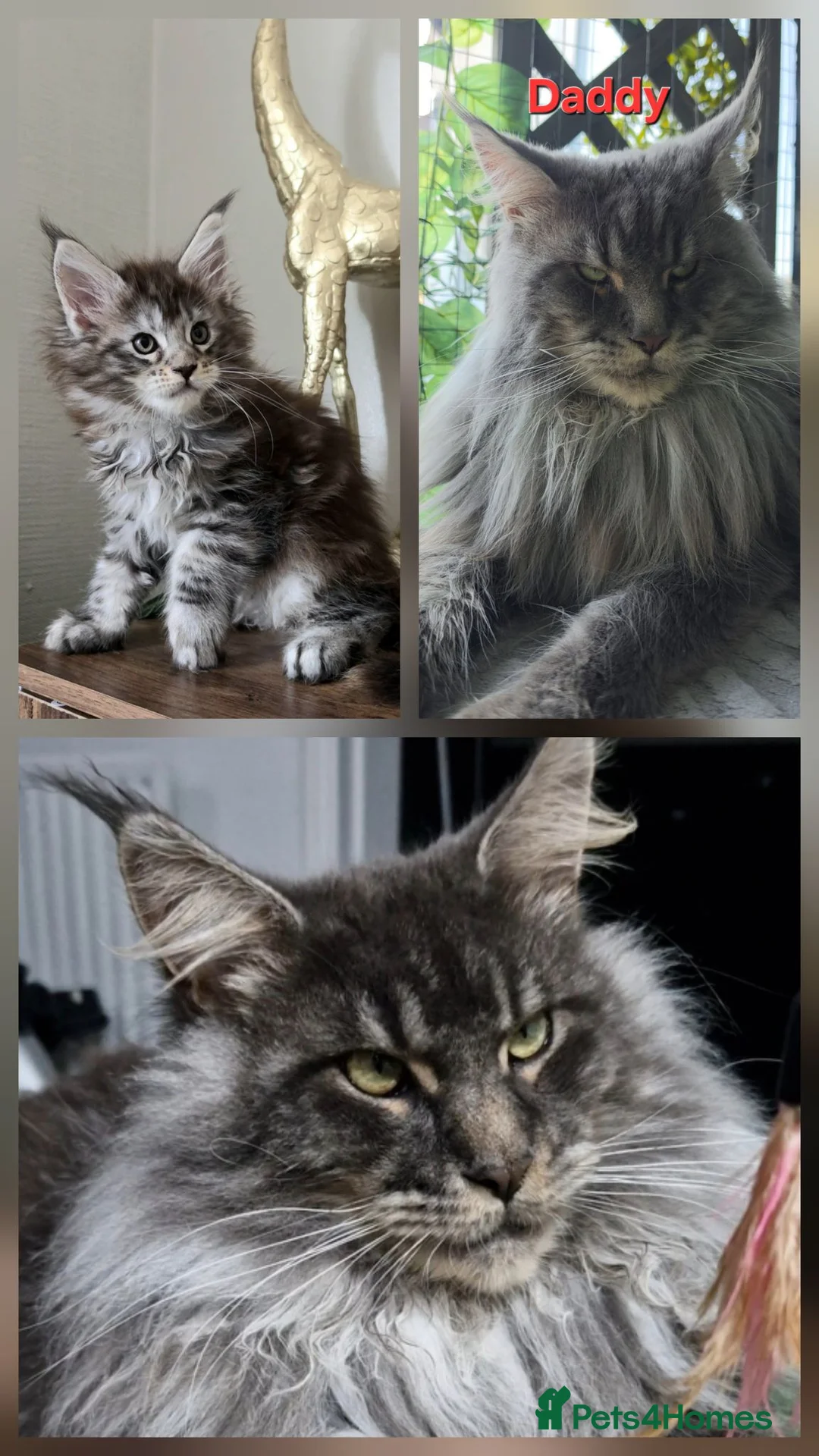 Maine Coon cats for sale: Beautiful Maine coon girl 🥰 - Advert 2
