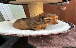 Dachshund dogs for sale: KC Registered Quality Mini Dachshunds long hair  - Image 22