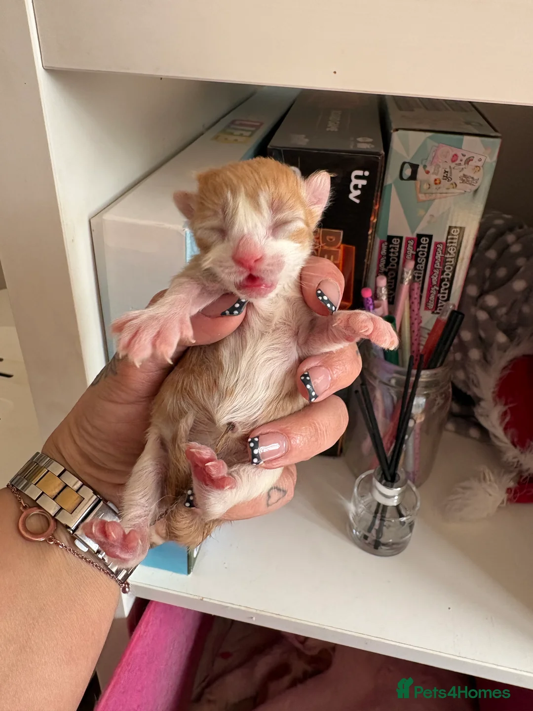 Mixed Breed cats for sale: Beautiful kittens  - Advert 17