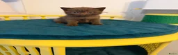 British Shorthair cats for sale: Tica registered BSH kittens - Advert 11
