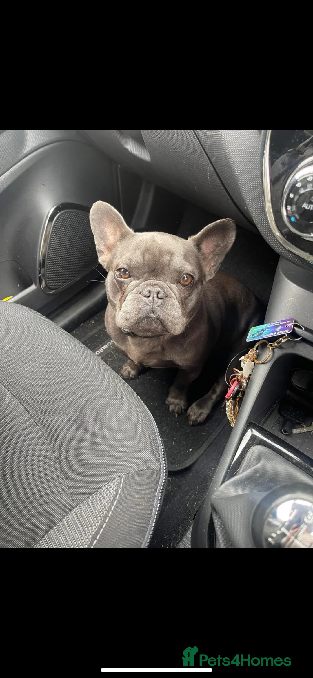 French Bulldog dogs for sale: Blue female french bulldog  in Burton-on-Trent - Advert 2