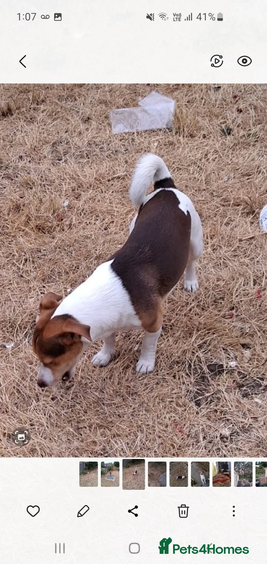 Jack Russell dogs for stud: Miniature Jack Russell Terrier  - Advert 2