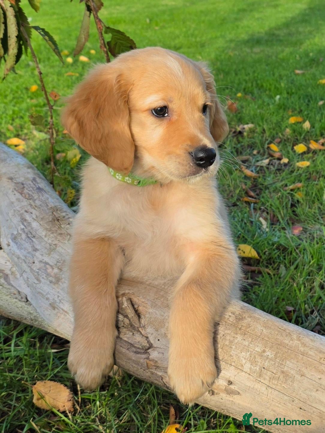 Golden Retriever dogs for sale: *Beautiful DNA clear kc reg Golden retriever pups* - Advert 2