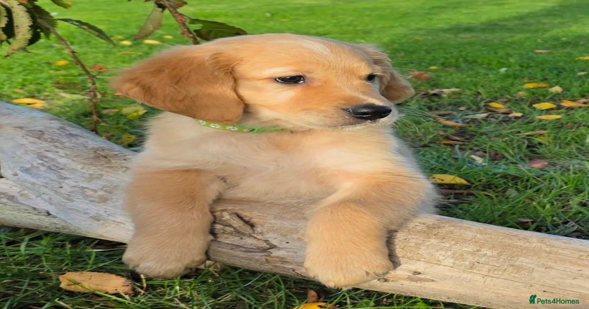 *Beautiful DNA clear kc reg Golden retriever pups* for sale in Hull ...