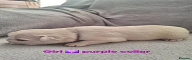 French Bulldog 5