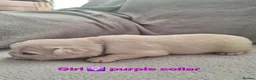 French Bulldog dogs for sale: Exceptional French Bulldog Puppies For Sale - Advert 4