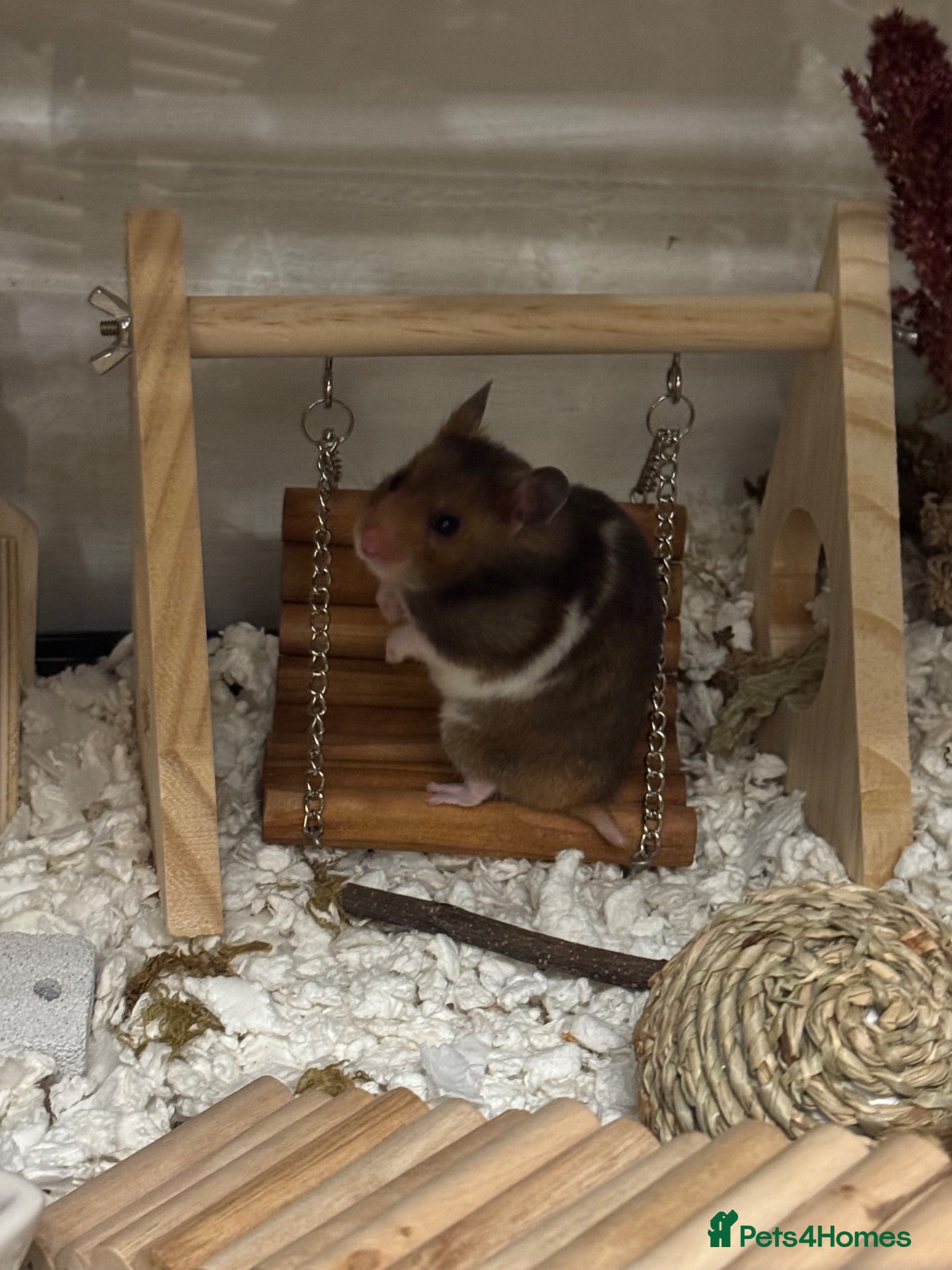 Hamster rodents Female Syrian and full enclosure  - Advert 12