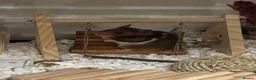 Hamster rodents for sale: Female Syrian and full enclosure  - Advert 1