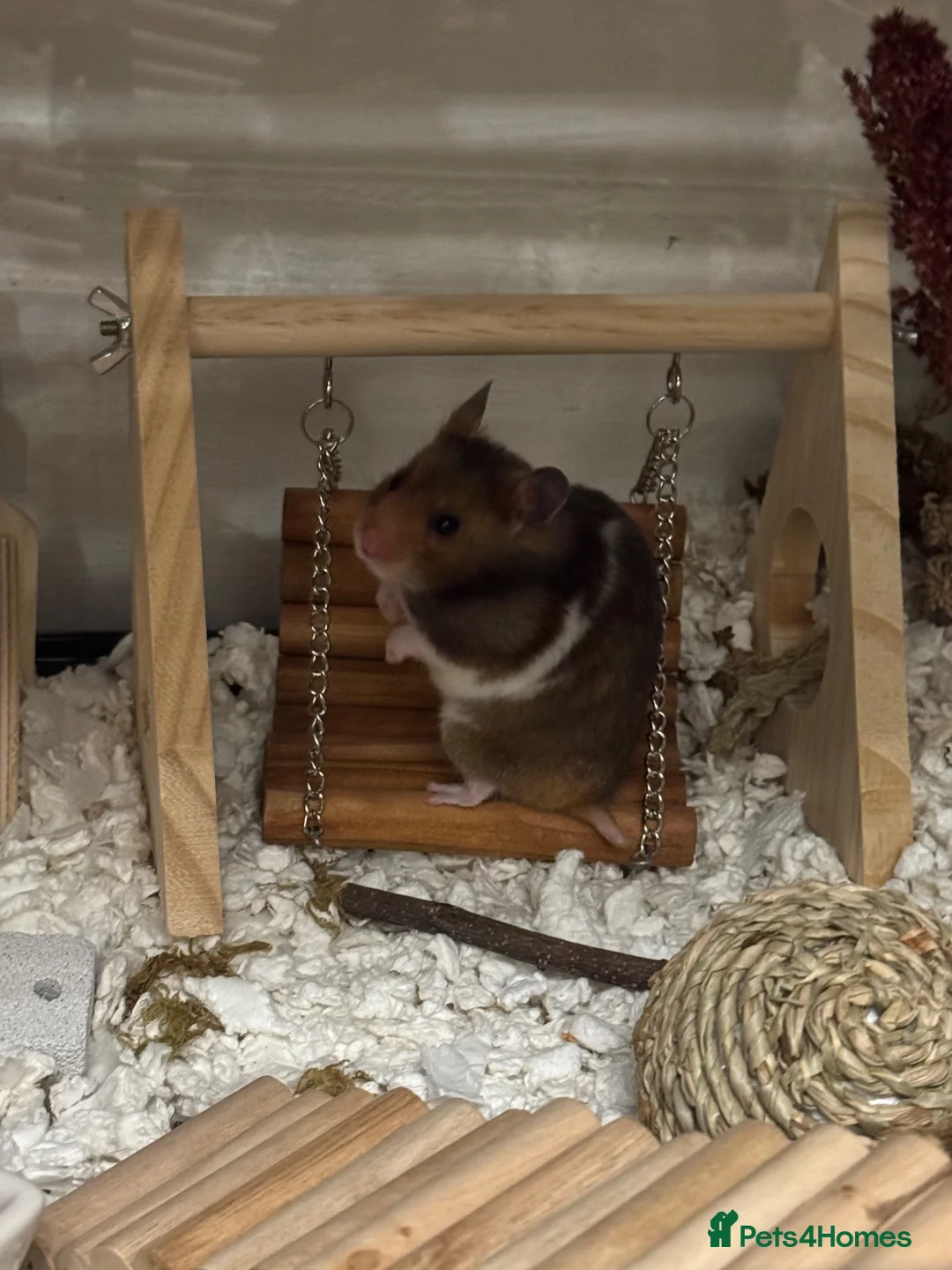 Hamster rodents for sale: Female Syrian and full enclosure  - Advert 1