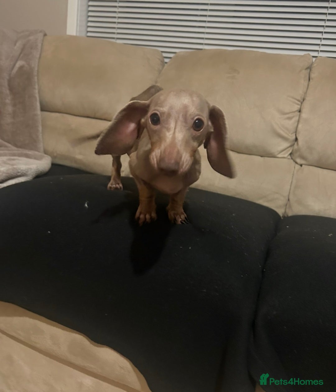 Dachshund dogs for sale: Miniature lilac  dachshund - Advert 1