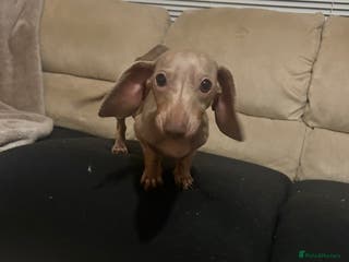 Dachshund dogs Miniature lilac dachshund - Advert 16