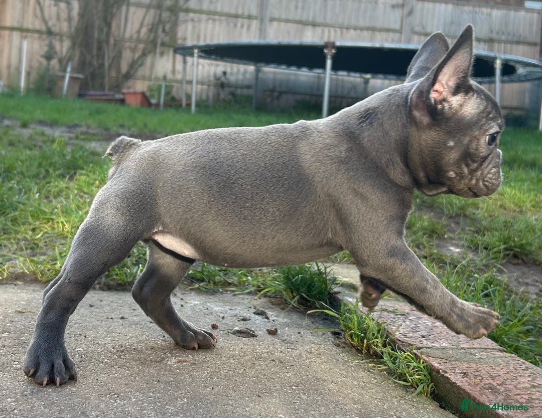 French Bulldog dogs for sale: French Bulldog Blue Girl 12 weeks old ! Last one - Advert 19