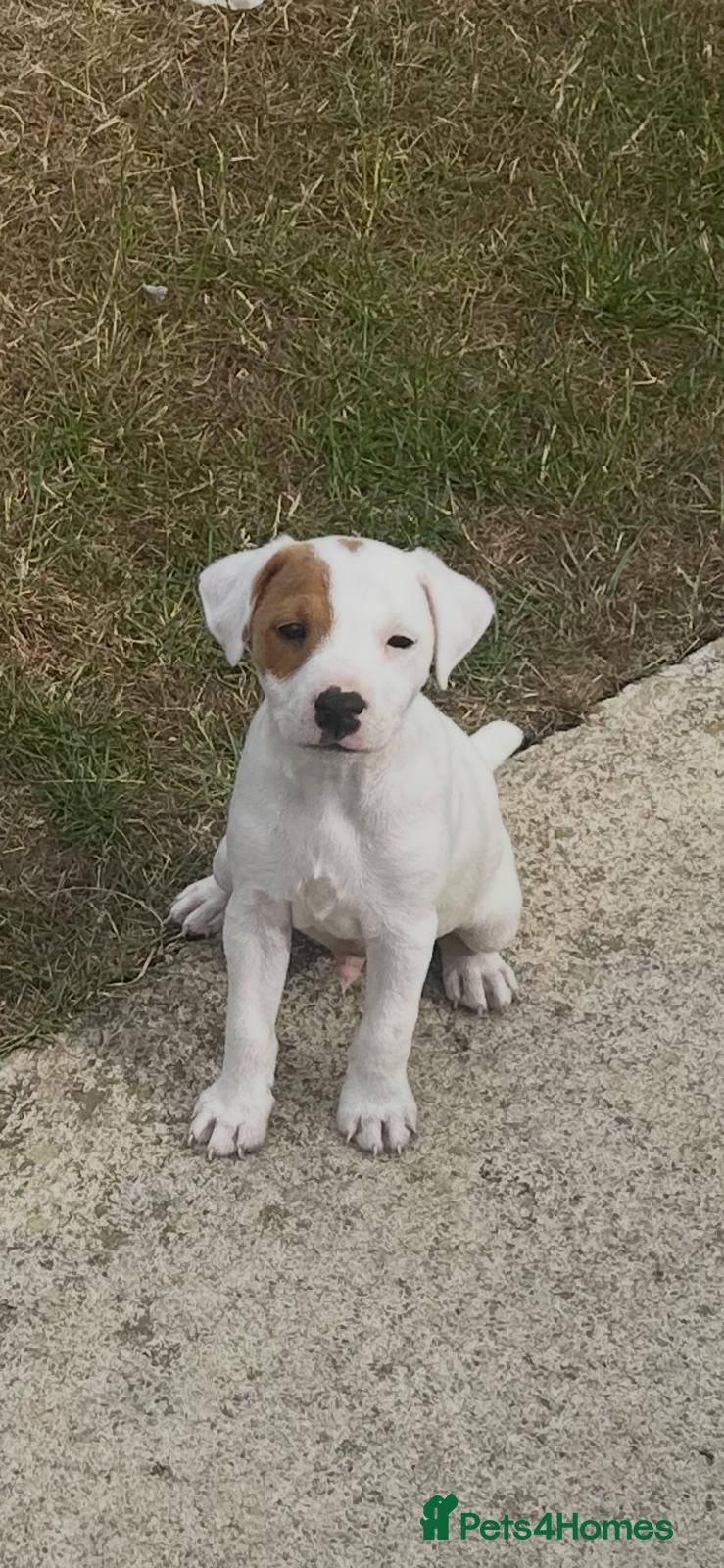 Jack Russell dogs Jack Russell Dog Pups for sale  - Advert 2