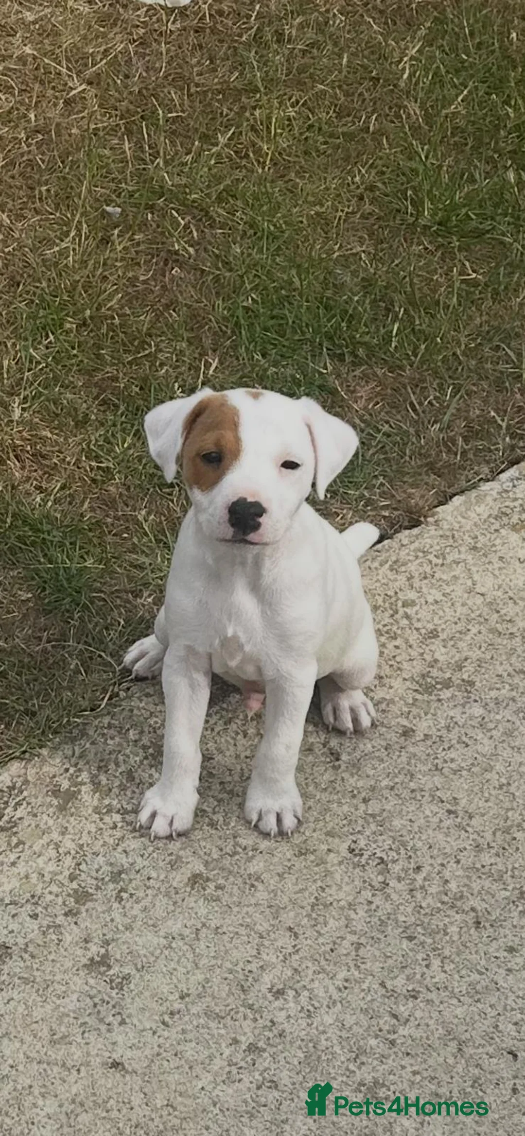 Jack Russell dogs for sale: Jack Russell Dog Pups for sale  - Advert 2