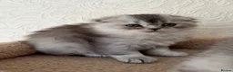 Scottish Fold cats for sale: Adorable Scottish Fold Kittens  - Advert 33