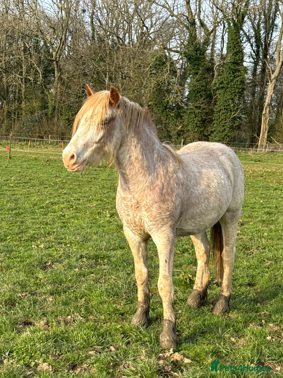 Other Breed horses for sale: Stunning 2 year old gelding roan/blagdon - Advert 2