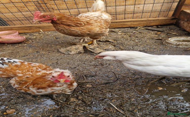 Chickens poultry - Advert 1