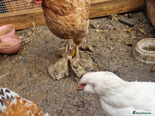 Chickens poultry - Advert 26